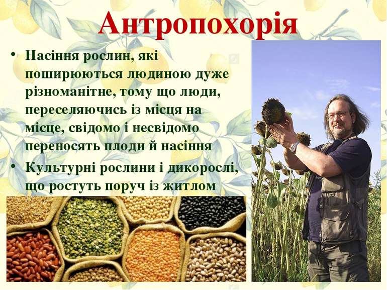 Антропохорія Насіння рослин, які поширюються людиною дуже різноманітне, тому ...