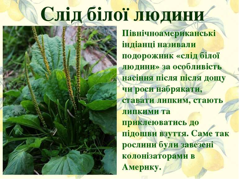 Слід білої людини Північноамериканські індіанці називали подорожник «слід біл...