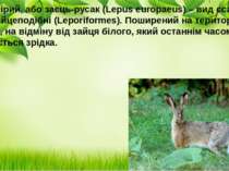 Заєць сірий, або заєць-русак (Lepus europaeus) – вид ссавців ряду Зайцеподібн...