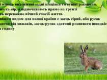 Зайці мають видовжені задні кінцівки та вушні раковини. Не риють нір, а відпо...