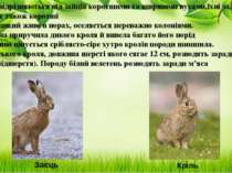 Кролі відрізняються від зайців коротшими та ширшими вухами,їхні задні лапи та...