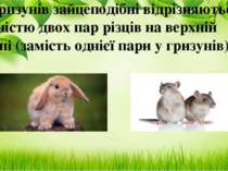 Від гризунів зайцеподібні відрізняються наявністю двох пар різців на верхній ...
