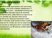 Захист від небезпеки Загін зайцеподібні являє вразливим і має достатню кількі...