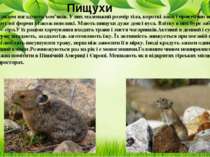 Зовнішнім виглядом нагадують хом’яків. У них маленький розмір тіла, короткі л...