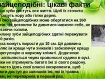 Ряд зайцеподібні: цікаві факти У зайців зуби ростуть все життя. Щоб їх сточит...
