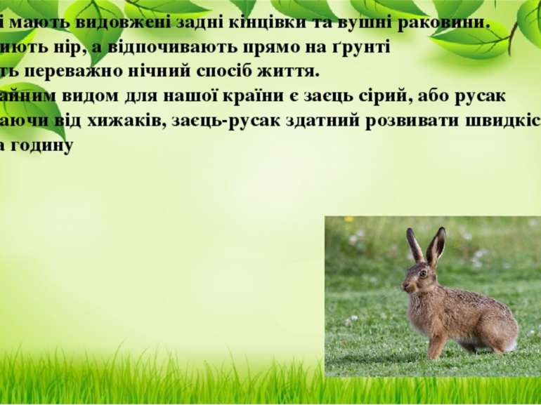 Зайці мають видовжені задні кінцівки та вушні раковини. Не риють нір, а відпо...
