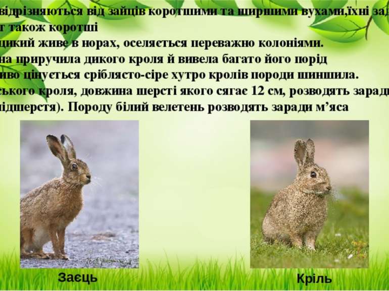 Кролі відрізняються від зайців коротшими та ширшими вухами,їхні задні лапи та...