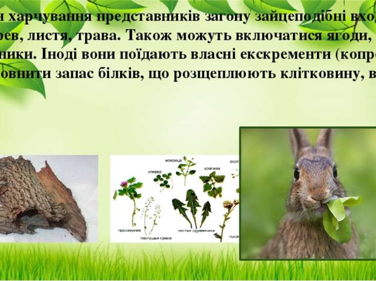У раціон харчування представників загону зайцеподібні входить кора дерев, лис...