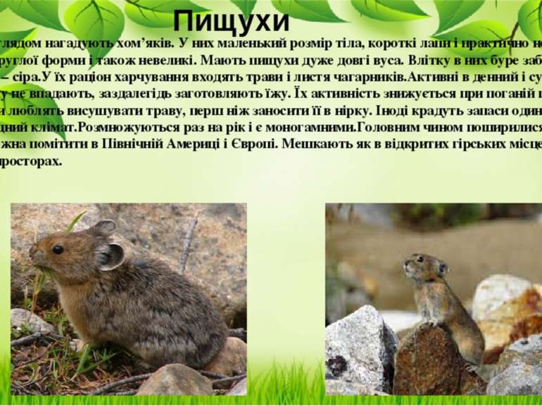Зовнішнім виглядом нагадують хом’яків. У них маленький розмір тіла, короткі л...