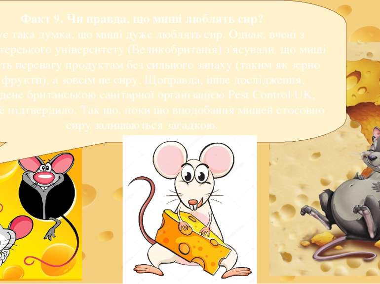 Факт 9. Чи правда, що миші люблять сир? Існує така думка, що миші дуже люблят...