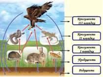 Консументи ІІІ порядку Консументи ІІ порядку Консументи І порядку Продуценти ...