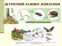 ДЕТРИТНИЙ ЛАНЦЮГ ЖИВЛЕННЯ