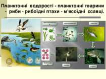 Планктонні водорості - планктонні тварини - риби - рибоїдні птахи - м'ясоїдні...