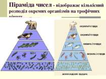 Піраміда чисел - відображає кількісний розподіл окремих організмів на трофічн...