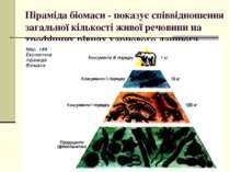 Піраміда біомаси - показує співвідношення загальної кількості живої речовини ...