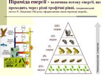 Піраміда енергії - величина потоку енергії, що проходить через різні трофічні...