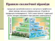 Правило екологічної піраміди