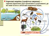 Харчова  мере жа (трофічна мережа) — харчові відносини груп організмів в угру...