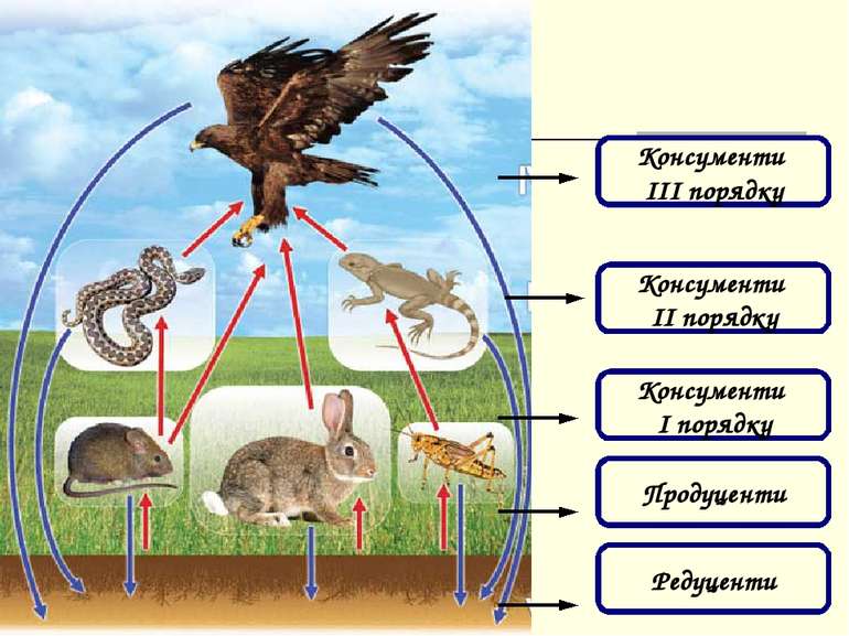 Консументи ІІІ порядку Консументи ІІ порядку Консументи І порядку Продуценти ...