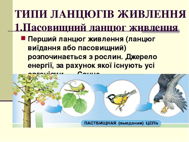 ТИПИ ЛАНЦЮГІВ ЖИВЛЕННЯ 1.Пасовищний ланцюг живлення Перший ланцюг живлення (л...