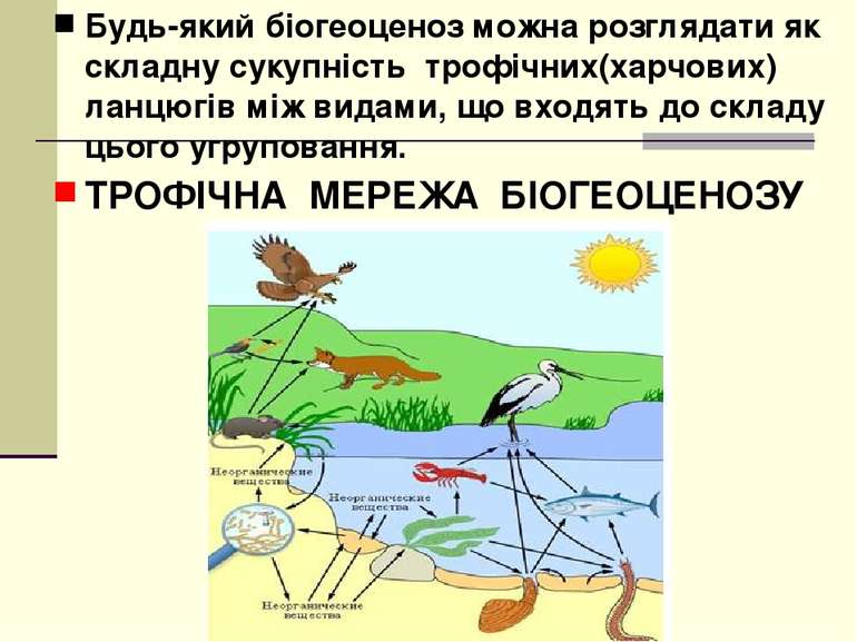 Будь-який біогеоценоз можна розглядати як складну сукупність трофічних(харчов...
