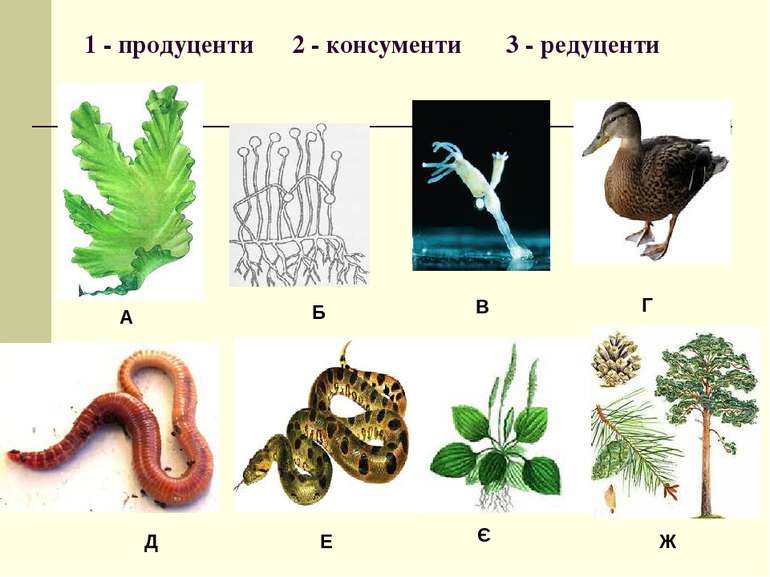 1 - продуценти 2 - консументи 3 - редуценти А Б В Г Д Е Є Ж
