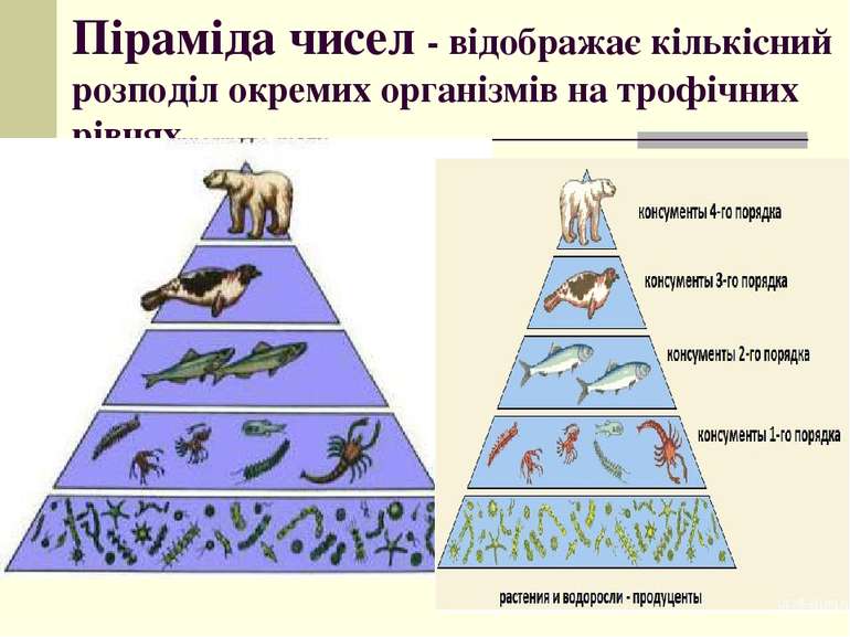 Піраміда чисел - відображає кількісний розподіл окремих організмів на трофічн...