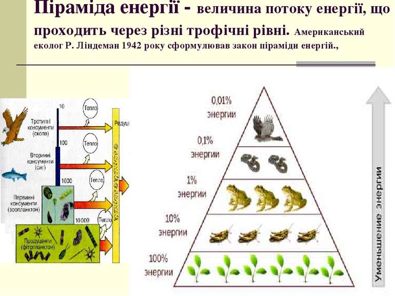 Піраміда енергії - величина потоку енергії, що проходить через різні трофічні...
