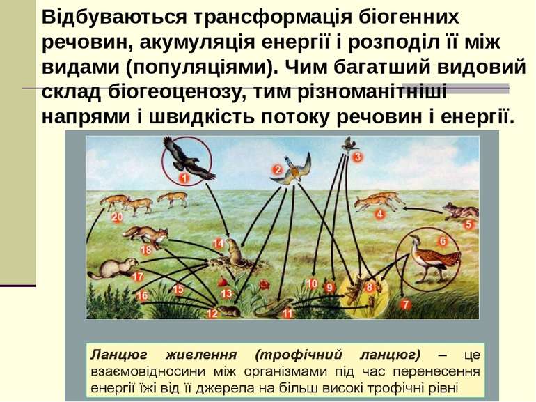 Відбуваються трансформація біогенних речовин, акумуляція енергії і розподіл ї...