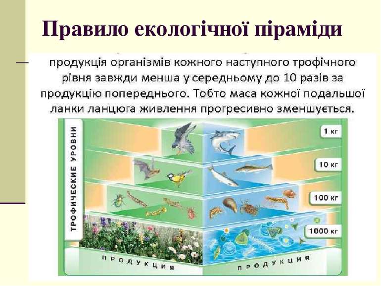 Правило екологічної піраміди
