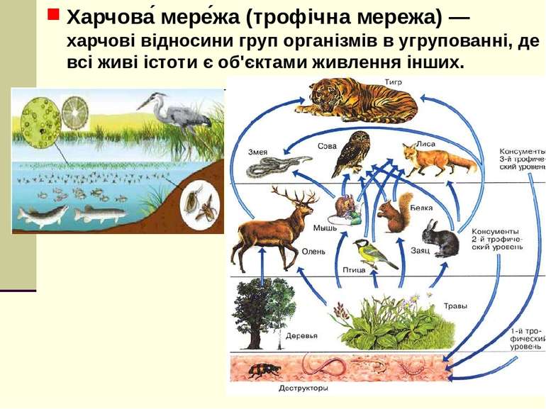 Харчова  мере жа (трофічна мережа) — харчові відносини груп організмів в угру...