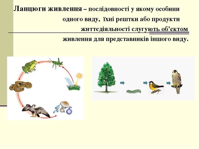 Ланцюги живлення – послідовності у якому особини одного виду, їхні рештки або...