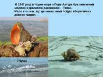 Рапан В 1947 році в Чорне море з Порт-Артура був завезений молюск з красивою ...