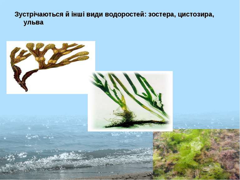 Зустрічаються й інші види водоростей: зостера, цистозира, ульва
