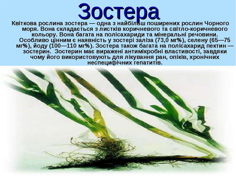 Зостера Квіткова рослина зостера — одна з найбільш поширених рослин Чорного м...