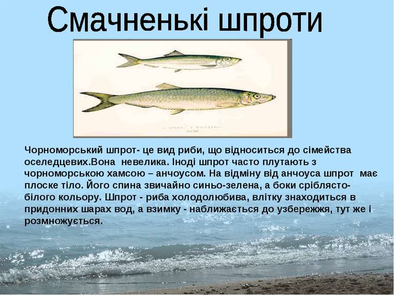 Чорноморський шпрот- це вид риби, що відноситься до сімейства оселедцевих.Вон...