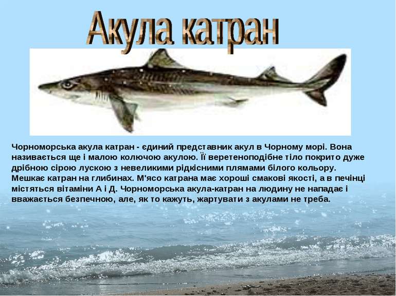 Чорноморська акула катран - єдиний представник акул в Чорному морі. Вона нази...