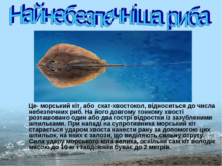 Це- морський кіт, або скат-хвостокол, відноситься до числа небезпечних риб. Н...