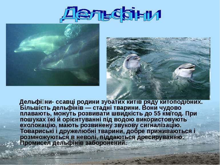 Дельфі ни- ссавці родини зубатих китів ряду китоподібних. Більшість дельфінів...