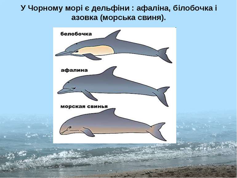 У Чорному морі є дельфіни : афаліна, білобочка і азовка (морська свиня).