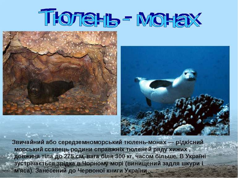 Звичайний або середземноморський тюлень-монах — рідкісний морський ссавець ро...