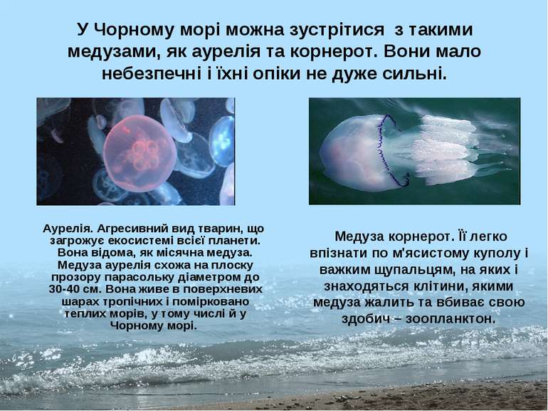 У Чорному морі можна зустрітися з такими медузами, як аурелія та корнерот. Во...
