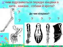 Чим відрізняються передні кінцівки в кита , кажана , собаки й крота?