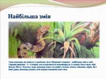 Найбільша змія Удав анаконда, що мешкає в тропічних лісах Південної Америки –...