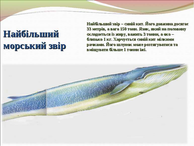 Найбільший морський звір Найбільший звір – синій кит. Його довжина досягає 33...