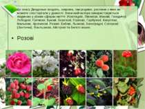 До класу Дводольні входять, зокрема, такі родини, рослини з яких ви можете сп...