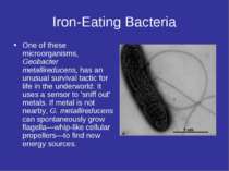 Iron-Eating Bacteria One of these microorganisms, Geobacter metallireducens, ...