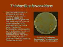 Thiobacillus ferrooxidans Commercial applications of bioleaching have been de...