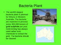 Bacteria Plant The world's largest bacteria plant is planned for Wiluna in We...