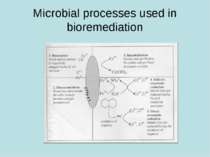Microbial processes used in bioremediation